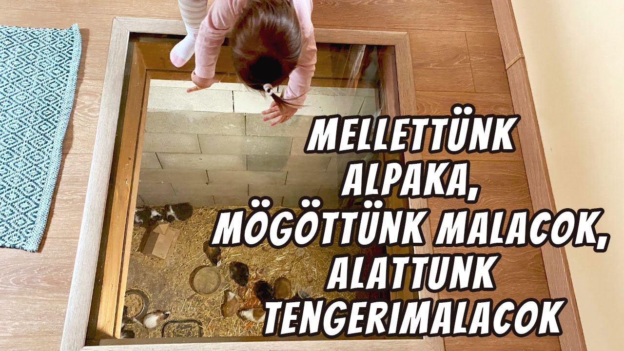 Egy ISTÁLLÓ felett aludtunk, alpakák mellett!