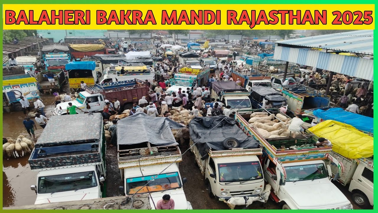 Balaheri bakra mandi Rajasthan live update 16/06/2025