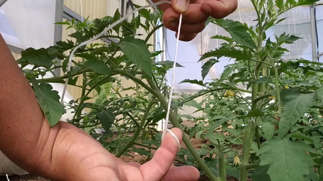 Guida legatura facile delle piante di pomodoro in verticale