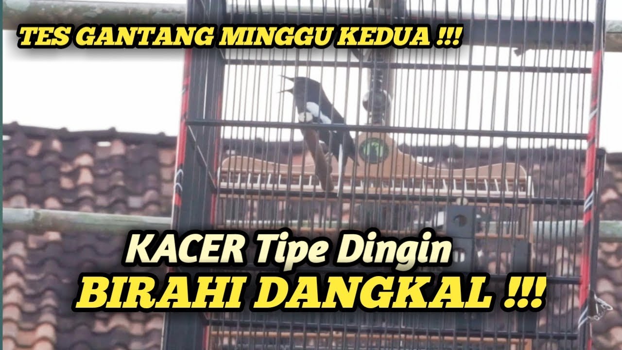 HASIL TES GANTANG KEDUA !!! KACER TIPE DINGIN BIRAHI DANGKAL