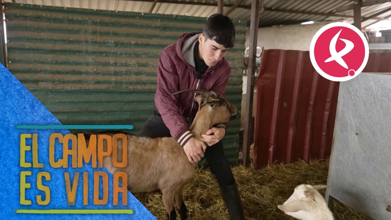 Algunas cabras peculiares de Jose | El campo es vida