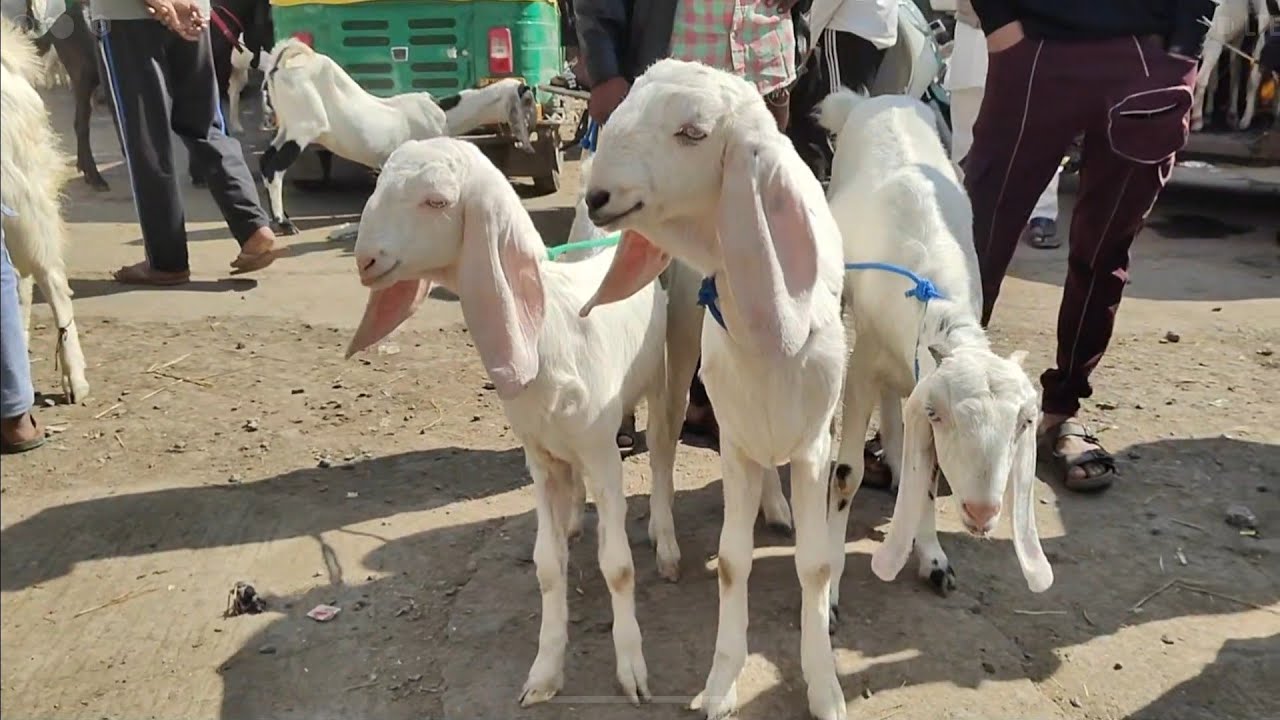 Indore Bakra Mandi Live Update | Bajariya Bakra Mandi Indore | November 16, 2025
