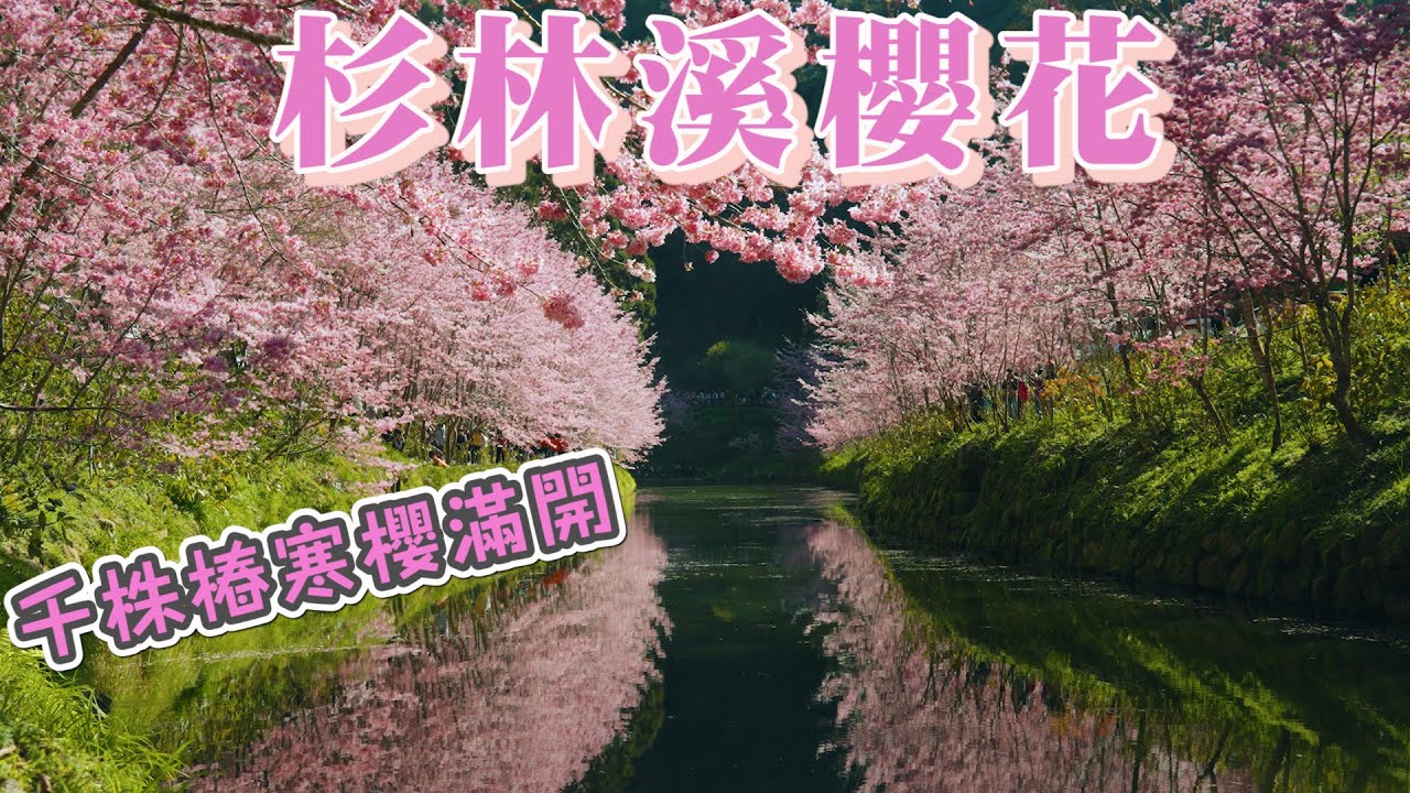 2024 南投杉林溪椿寒櫻滿開 I 1800棵的粉色椿寒櫻及白色櫻花滿開中 I 溪流沿岸種滿1000棵的粉紅色椿寒櫻 I 必拍的櫻花倒影、粉色櫻花林、白色櫻花小徑