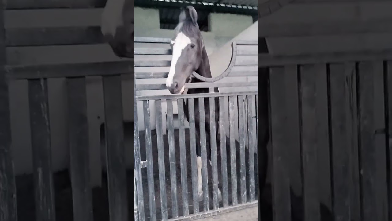 beautiful all Mares DEV STUD FARM KANKROLI RAJSAMAND OW BY GANESH JI GURJAR KANKROLI