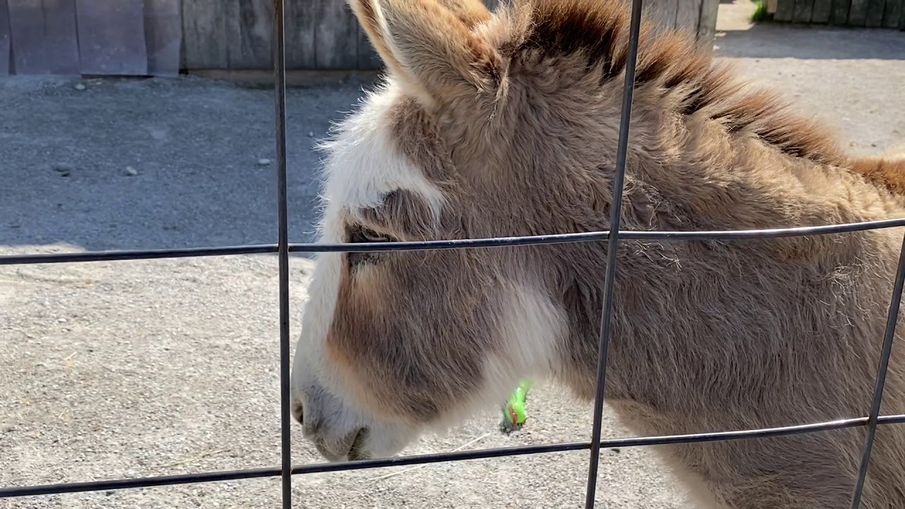 How to Enrich Chickens, Goats, and More