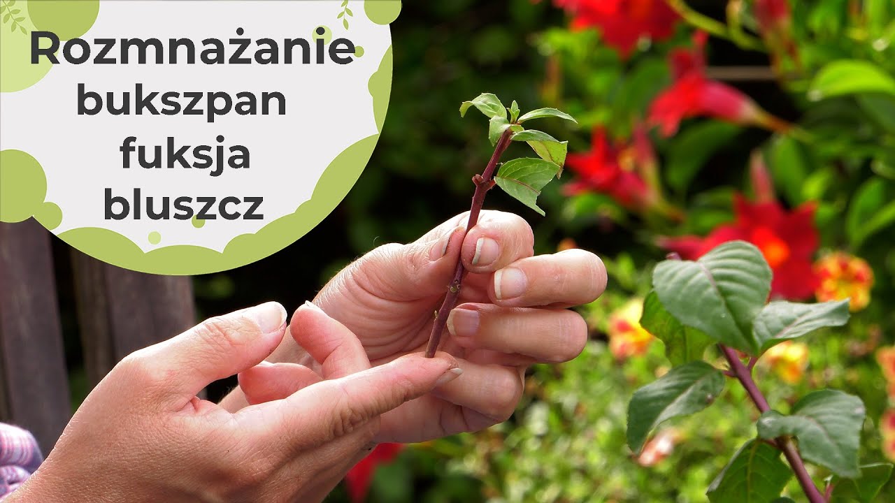 Rozmnażanie roślin po lecie przez sadzonki na przykładzie fuksji, bluszczu i bukszpanu