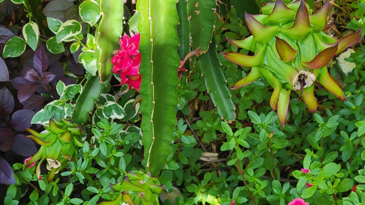 Cada flor vinga fruto. Pitaya autofétil