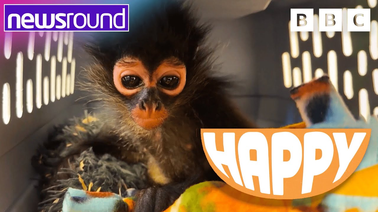 A baby monkey and panda cubs! | Happy News | Newsround