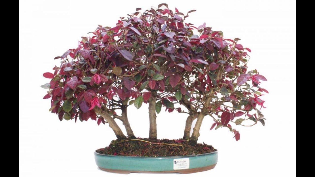 AULÃO SOBRE LOROPETALUM RUBRUM E QUANDO CONSIDERAMOS UMA PLANTA COMO BONSAI  ABC DO BONSAI RESPONDE