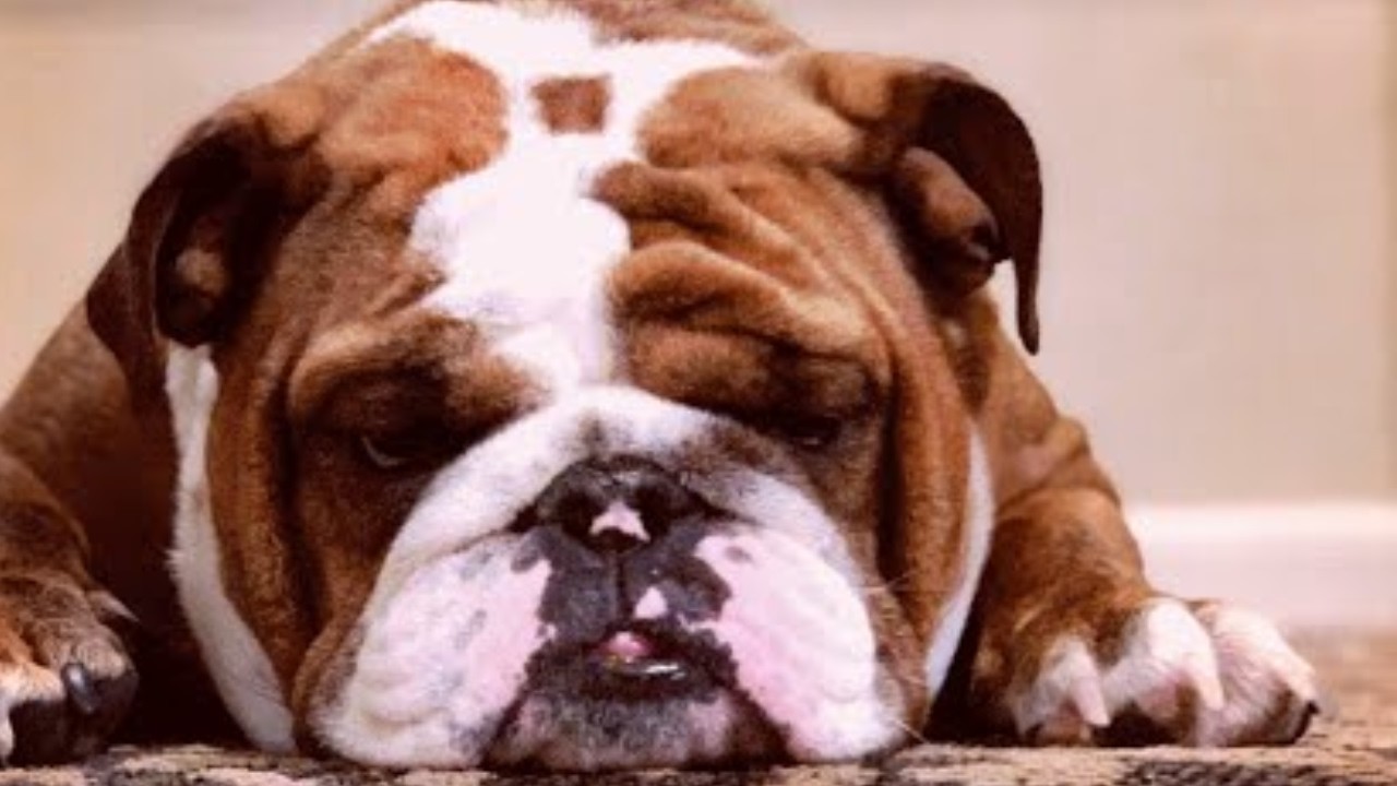 He was given as a gift  Then he was surrendered