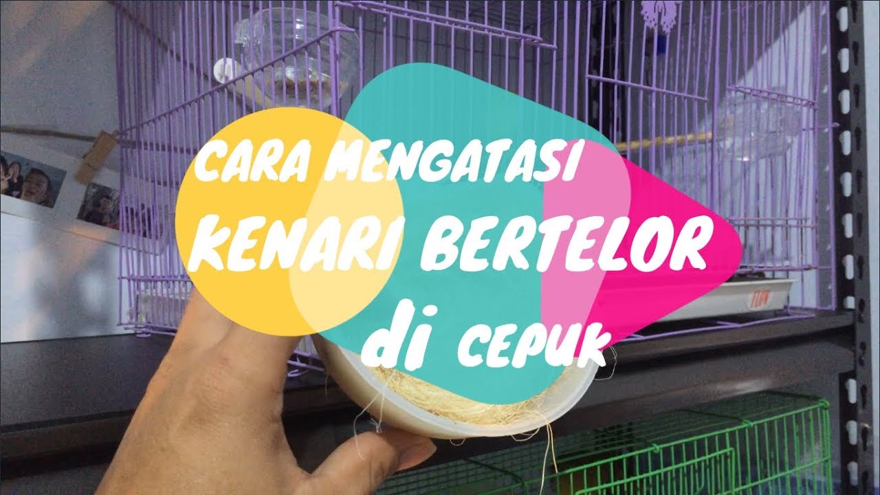 Cara Mengatasi Kenari nelor cepuk agar bertelor di sarang