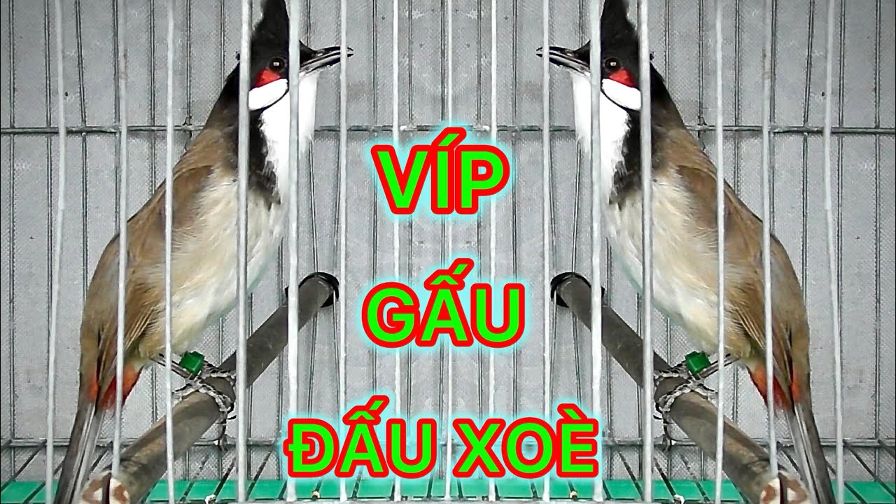 VÍP , ĐẤU XOÈ , CỰC GẤU , GỘT GIÀN TỐT