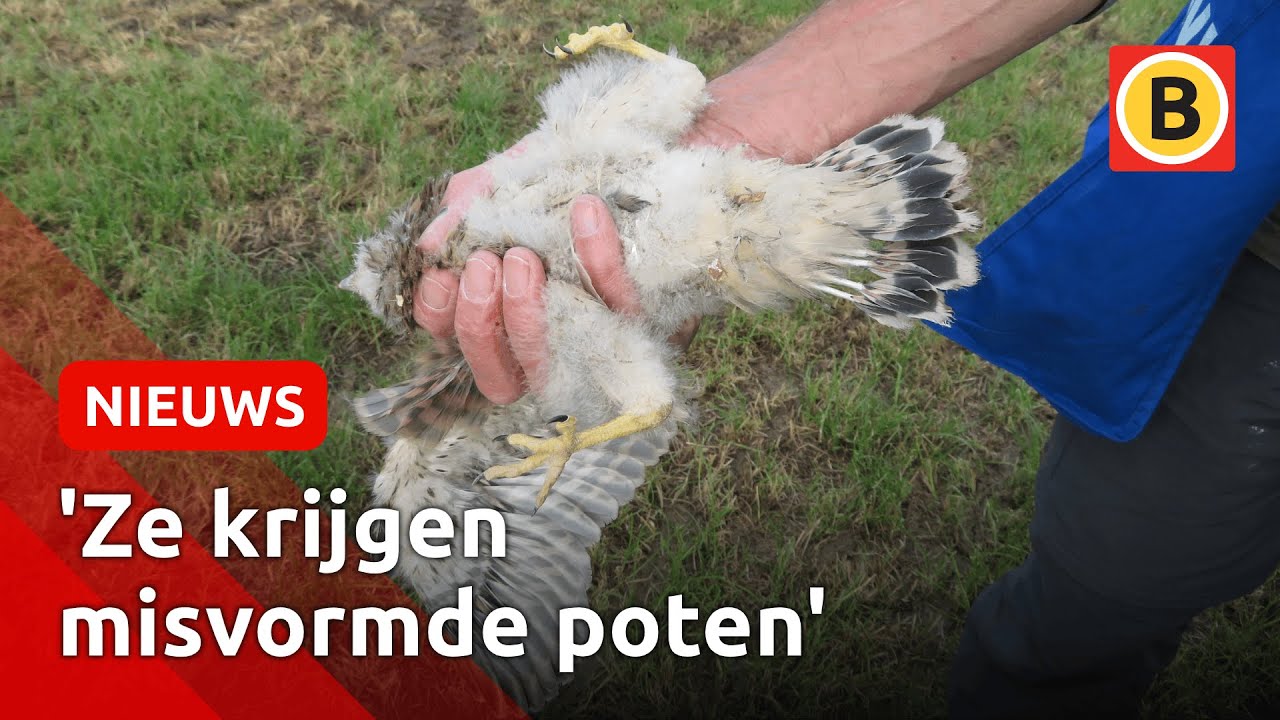 Torenvalken dood door te gladde nestkasten in Leende | Omroep Brabant