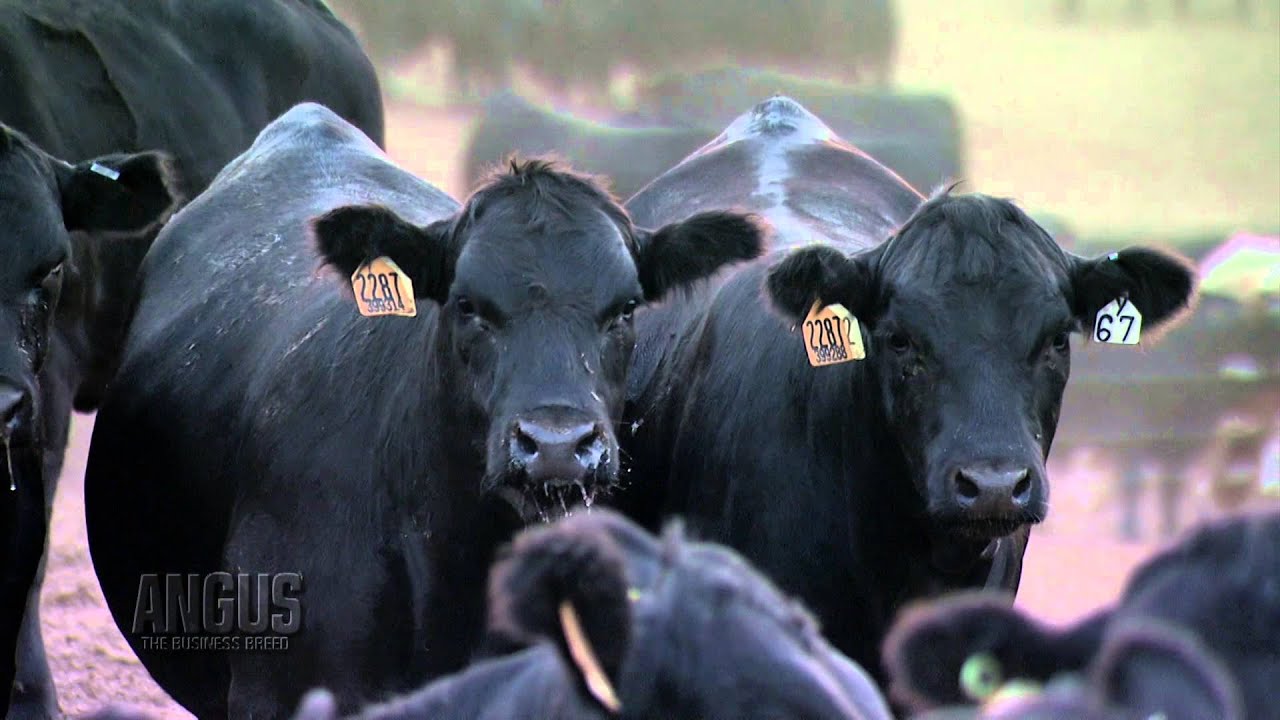 The Angus Report, June 3, 2013: Practical Applications