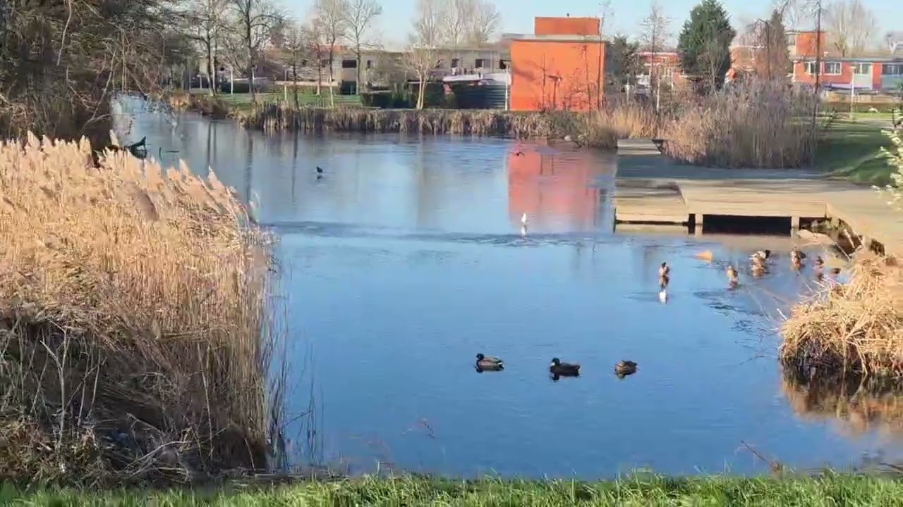 “Hollanda Amsterdam'da 1 Dakikalık Huzur” #keşfet #Amsterdam #hollanda #avrupa #dunya #yabancı 