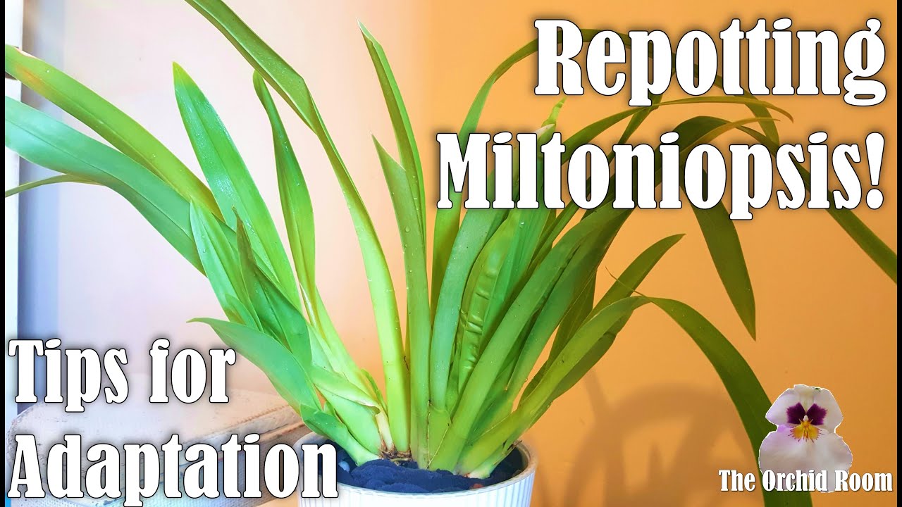 Repotting New eBay Miltoniopsis! Tips for Reducing Transplant Shock and Speeding Up Growth!