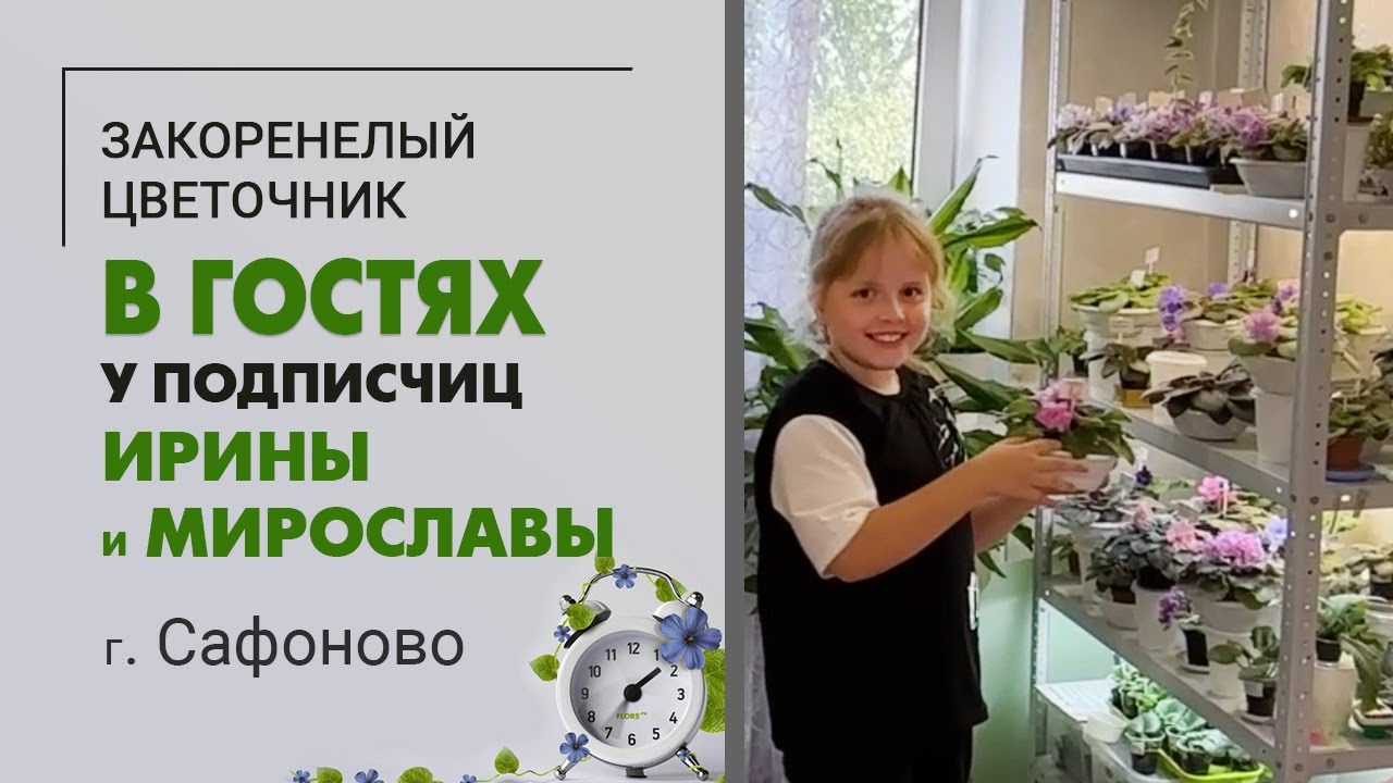 В гостях у Ирины и Мирославы. Фиалки, хойи, фикусы, кактусы в г. Сафоново Смоленской области