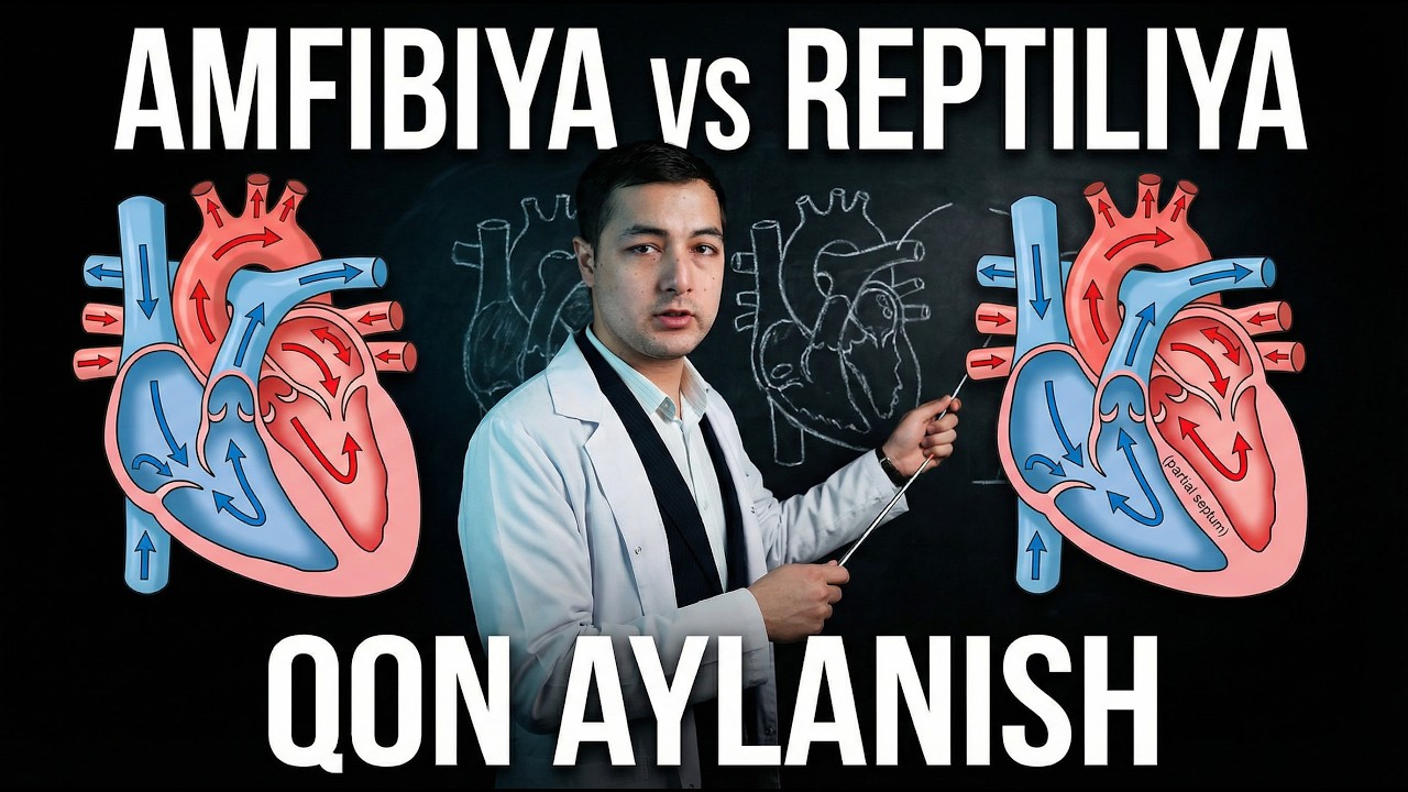 Amfibiyalar va Reptiliyalar Yuragi Qanday Ishlaydi? | Qon aylanish tizimi to‘liq tushuntirish