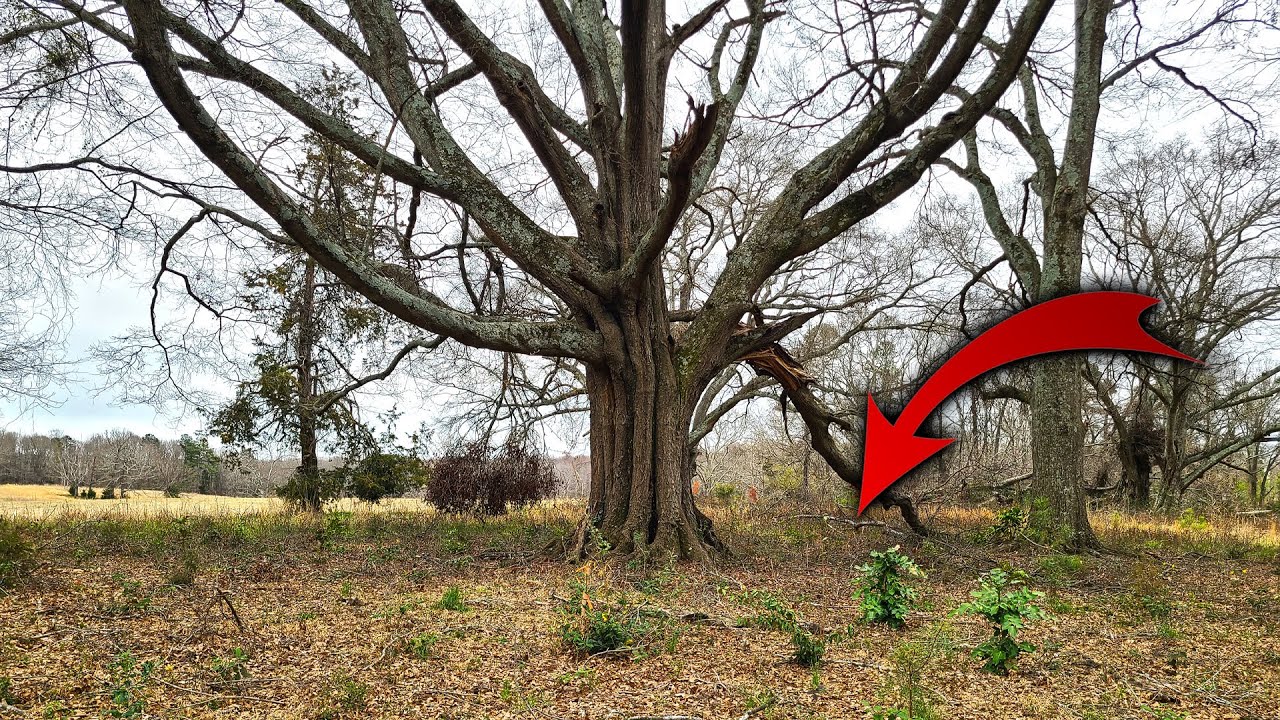 You Have To See What I Found Under This Massive Old Oak Tree!