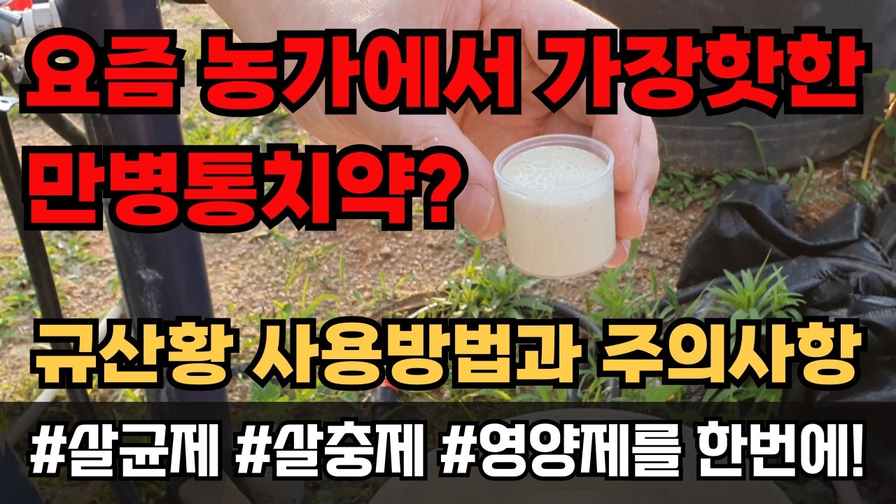 친환경 살충제 살균제 동시 효과 규산황 사용법 희석방법 주의사항 총정리