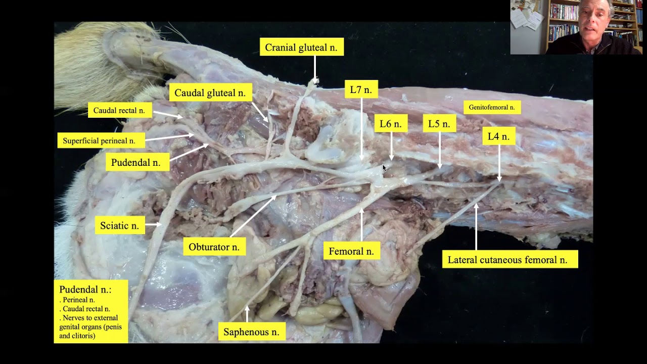 Peripheral nervous system: Neuroanatomy of the dog - Lesson 19