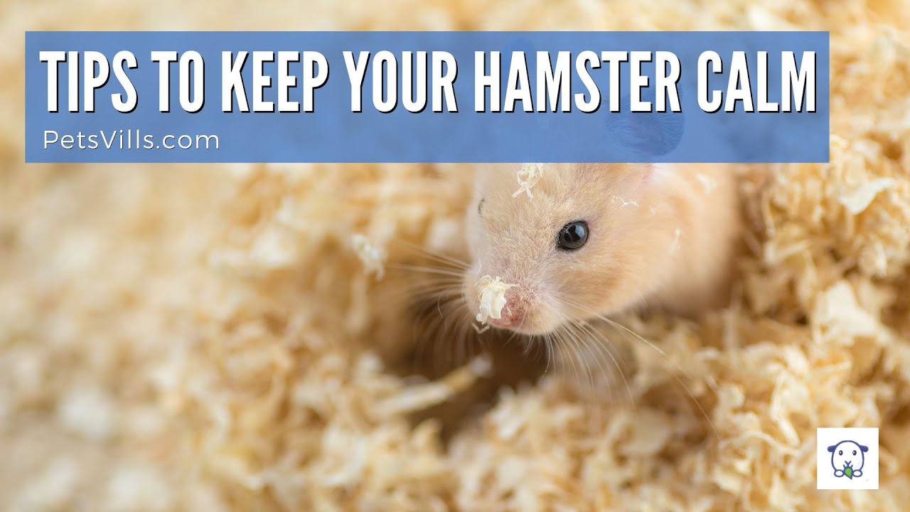 How To Keep Your Hamster Calm & Relaxed: Proven Tips