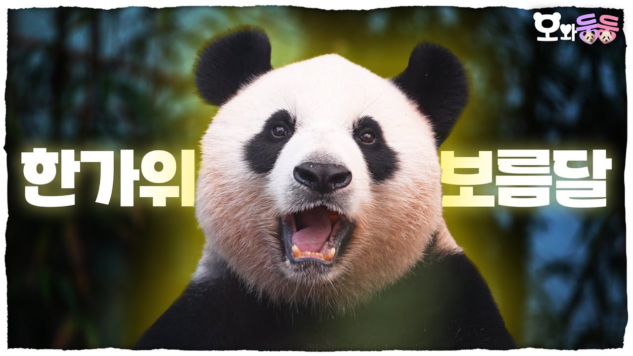 (SUB) PANDA's Chuseok на PANDA WORLD│Panda World