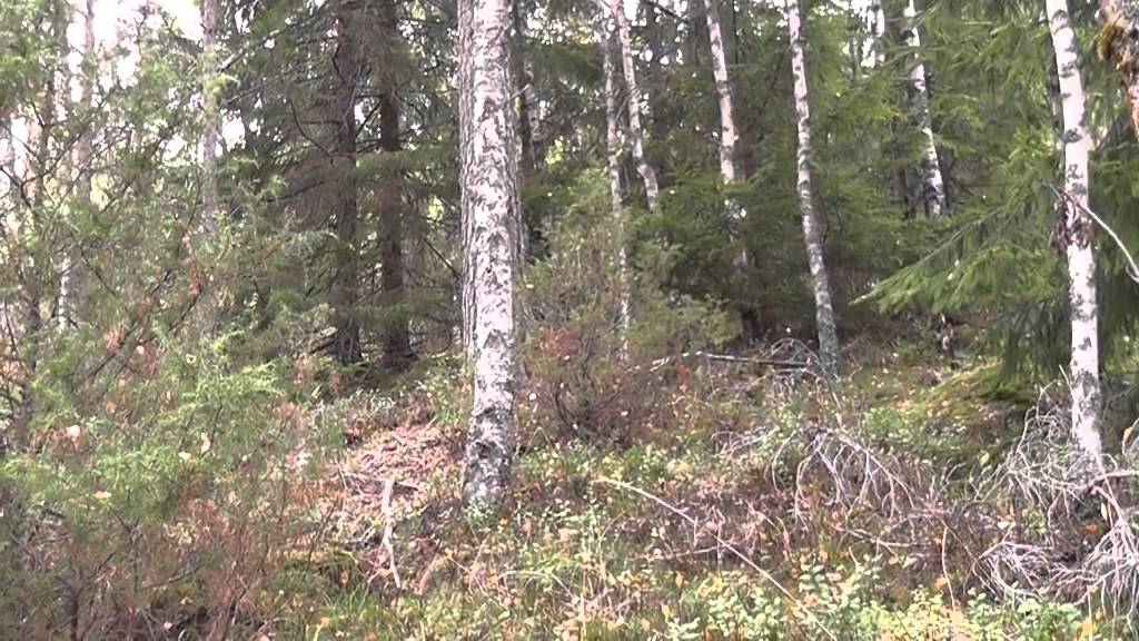 Uttak på hare med Schillerstøveren Tilda