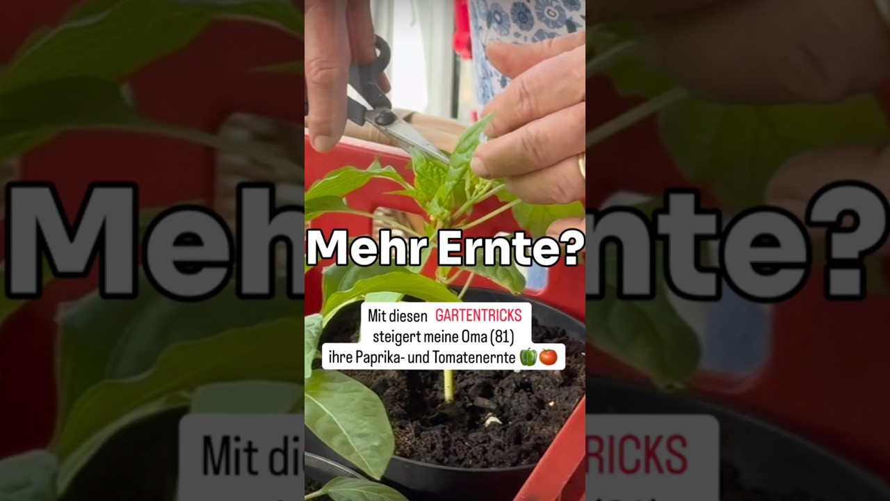 Mehr Ente? Mit diesen Gartentricks steigert meine Oma (81) ihre Paprika- und Tomatenernte