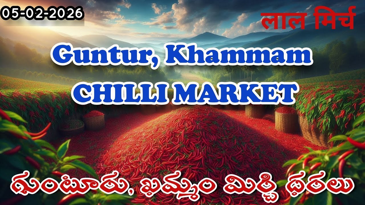 Guntur, Khammam Chilli Market Report 05-02-2026 