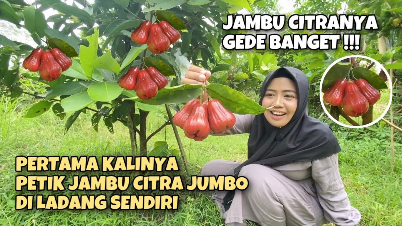 PERTAMA KALINYA PANEN JAMBU CITRA JUMBO DI LADANG SENDIRI | POHONNYA PENDEK BANGET, BUAHNYA JUMBO
