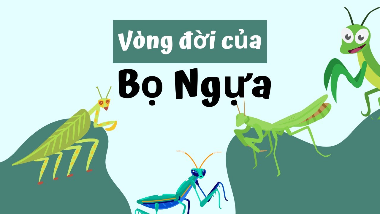 V&ograve;ng Đời Của Một Con Bọ Ngựa Như Thế N&agrave;o?