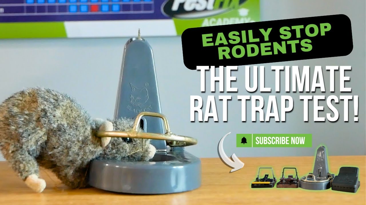 Best Rat Trap? We Tested 4 Popular Snap Traps Head-to-Head