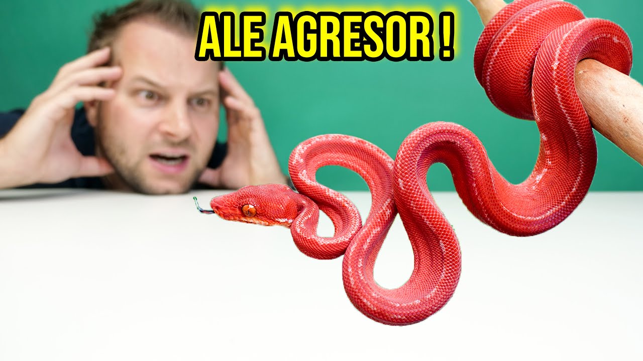 CIEKAWOSTKI O HODOWLI BOA LEŚNEGO W DOMU