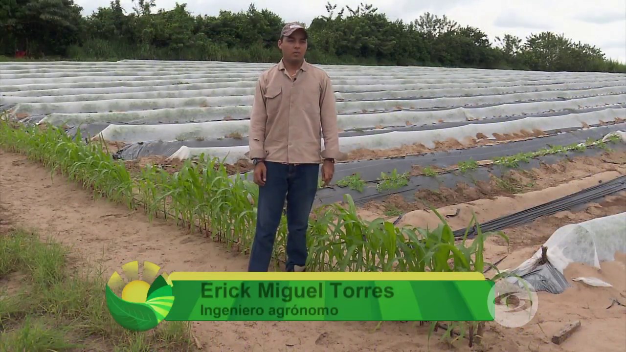 Así funcionan los microtúneles en el cultivo de sandía | La Finca de Hoy