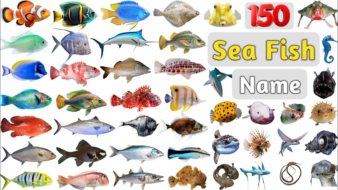 Sea Fish Vocabulary ll 150 Sea Fishes Name in English With Pictures ll List of Saltwater Fish