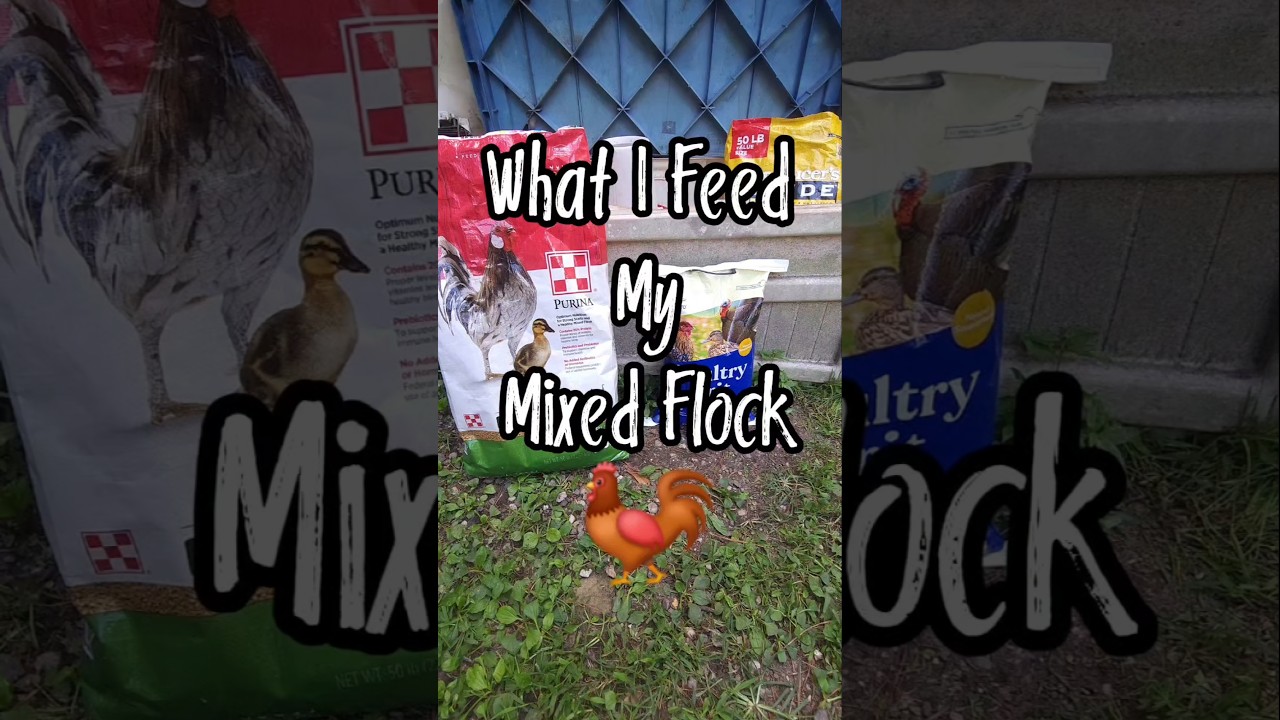 Feeding a Mixed Flock of Chickens