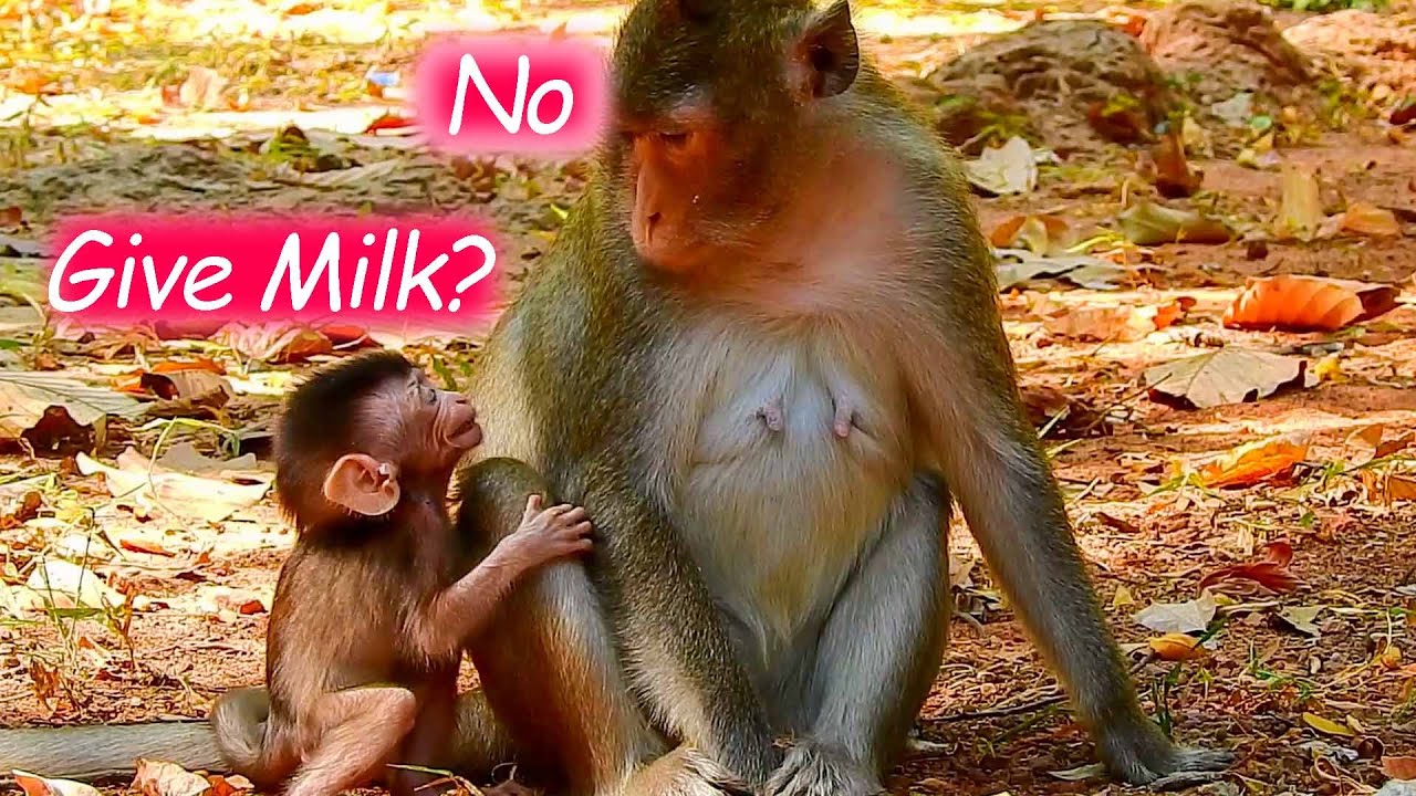 DO YOU GIVE MILK TO ME? I'm Still Hungry Milk now | ALBA So Hungry Milk, She Requesting from her mom