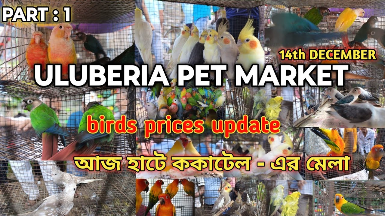 ULUBERIA PET MARKET BIRD'S PRICES UPDATE ON 14th DECEMBER PART 1 #uluberia_pet_market #cheapestprice