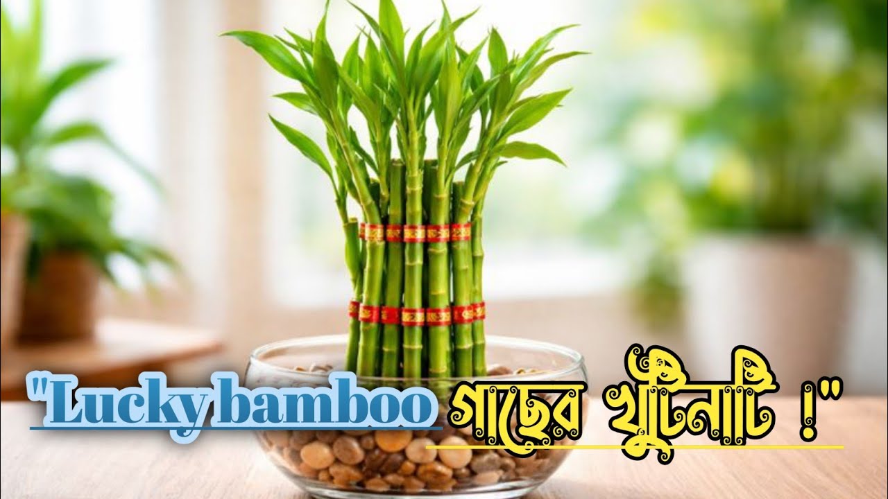 লাকি বাম্বু গাছের পরিচর্যা | Lucky Bamboo Care Tips in Bengali | ঘরে সৌভাগ্যের গাছ||