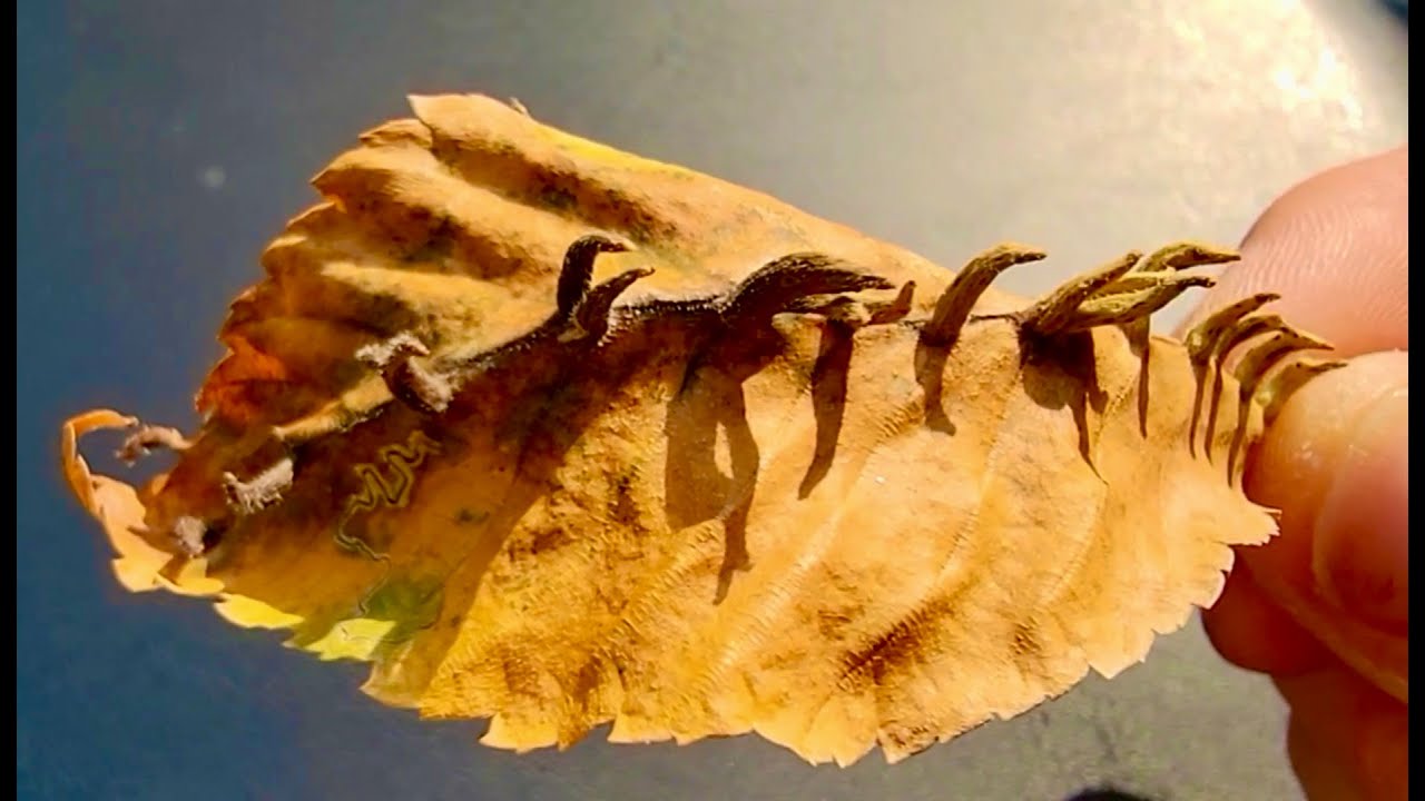 WHY Are Leaves CREATING SPIKES?? | Whacked-Out-Nature