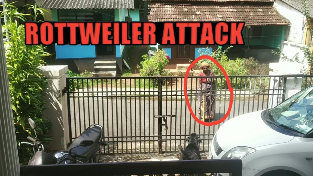 Aggressive rottweiler attack  #dog #rottweilerlovers #rottweiler #rottweilerdog #dogattack #dogs
