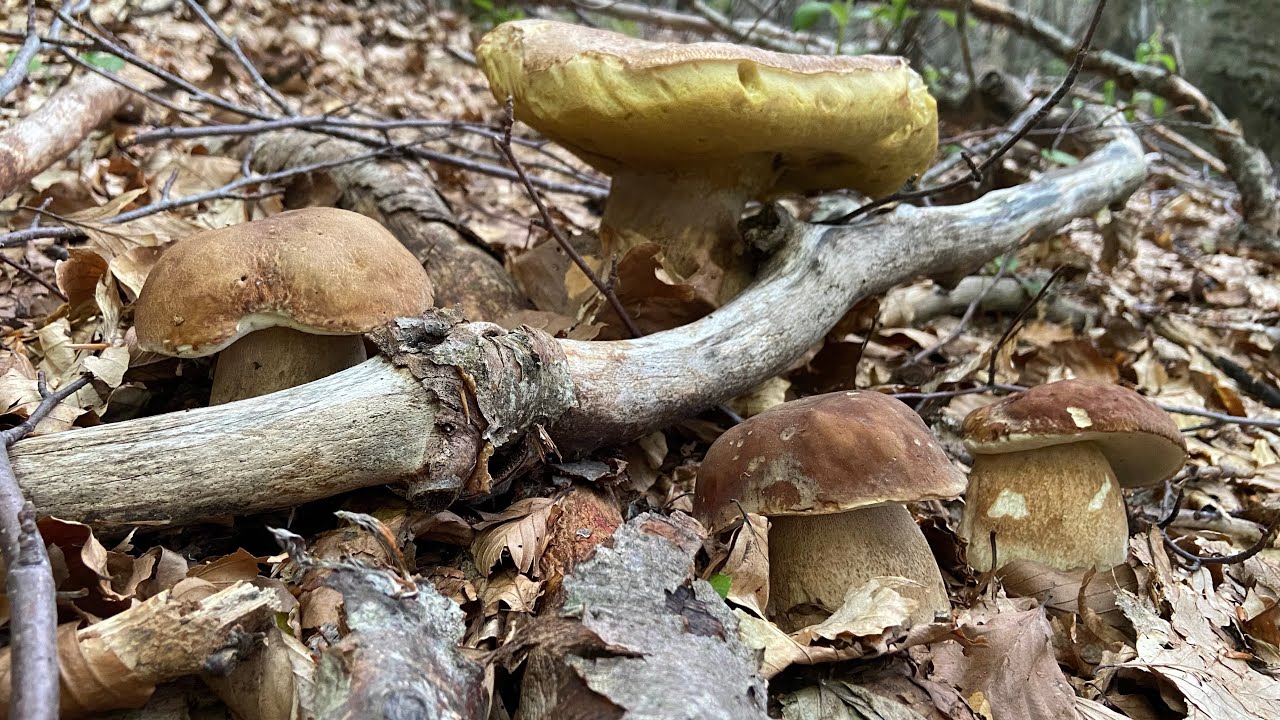 Porcini perfetti ai faggi alti - POCHI MA BUONI | Funghi porcini 2023