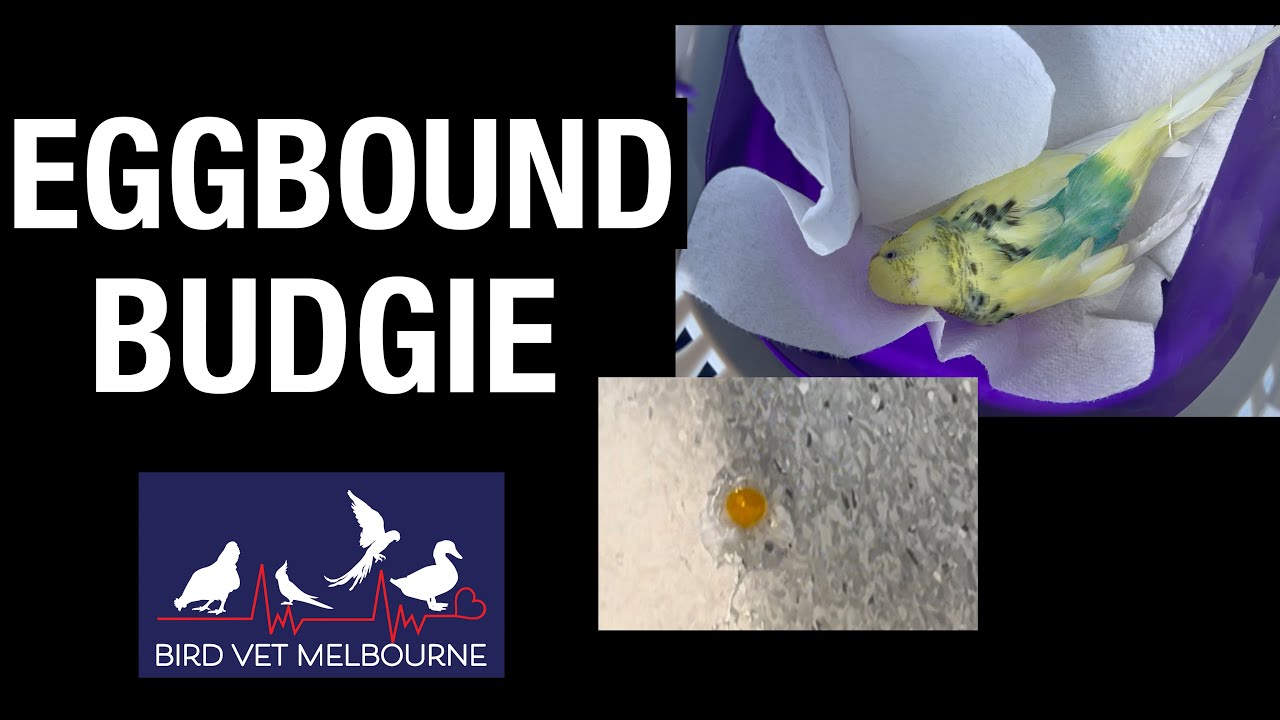 Saving an eggbound budgie at Bird Vet Melbourne