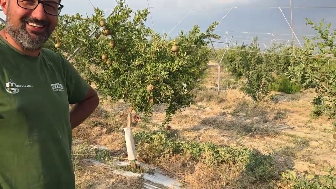 Melograno Wonderful al terzo anno: potatura estiva e costruzione della struttura produttiva