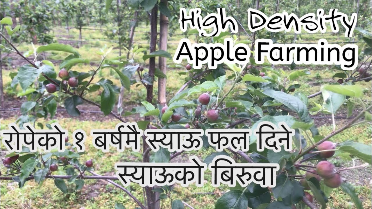 Youths In Apple Farming, High Density Apple Farming In Manang || Nepal