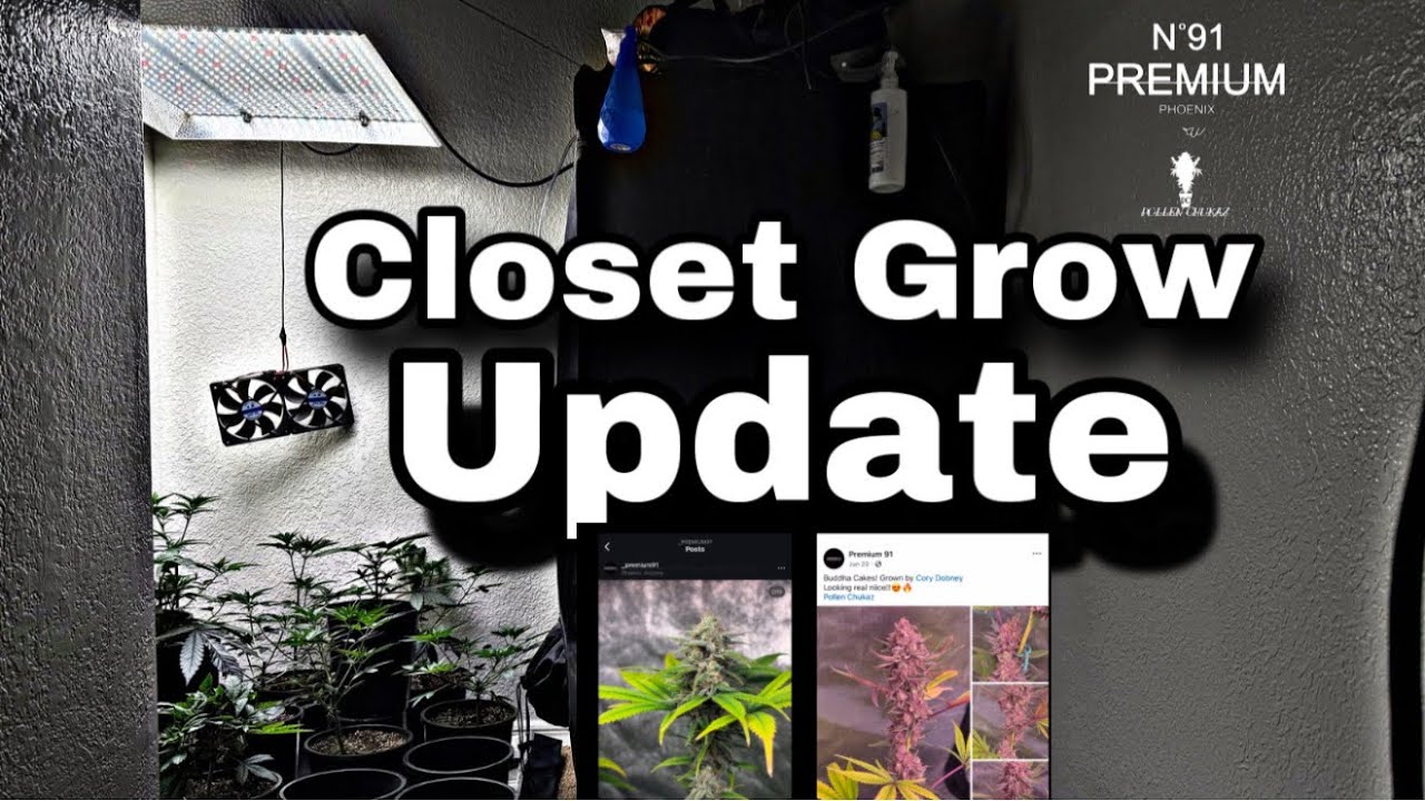 How To Grow Weed In A Closet (Beginner-Friendly Setup)