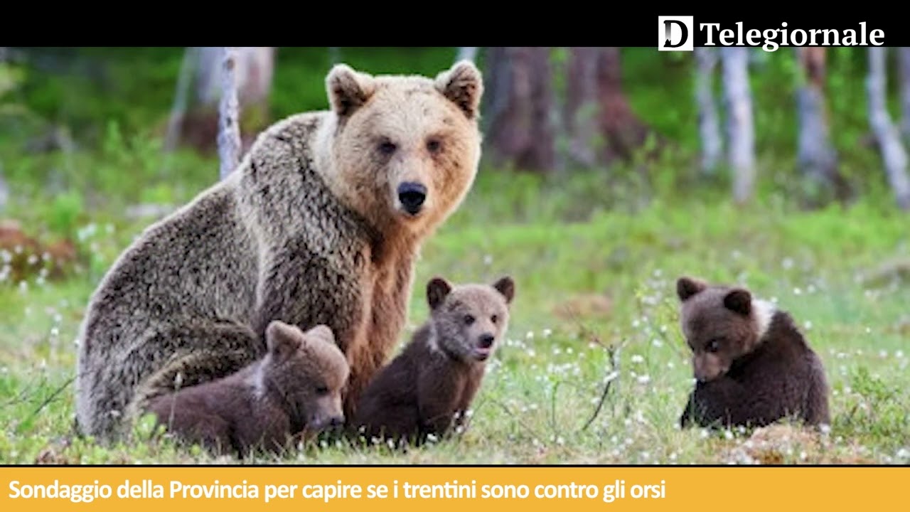 Tg de Il Dolomiti | 03.08.2024
