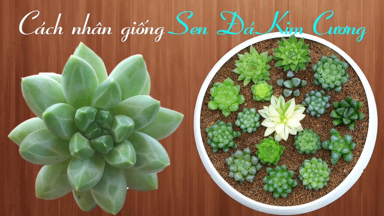 Phần 189: Cách Nhân Giống Sen Đá Kim Cương Ở Xứ Nóng