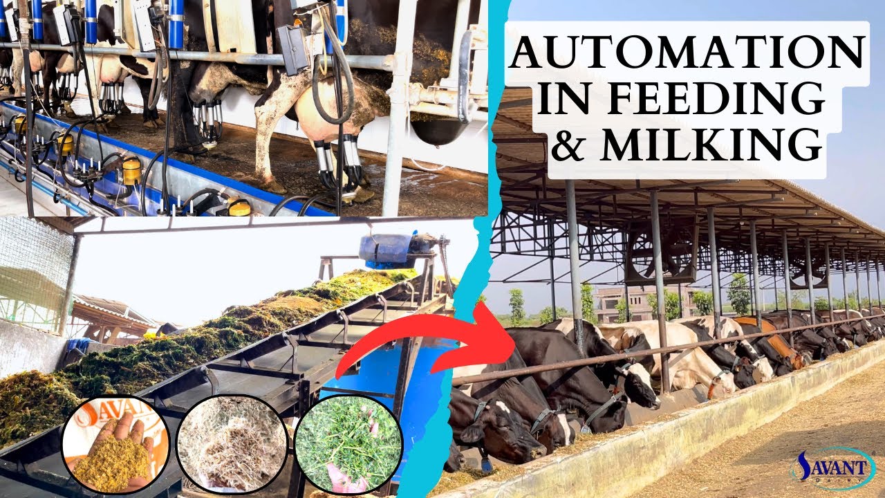 Manual to Automated: Milking & Feeding at 1000 Cow Dairy Farm | SAVANT Dairy Farm